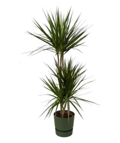 Dracaena Marginata – ↨120cm – Ø21cm inclusief elho Greenville Round groen D24xH23