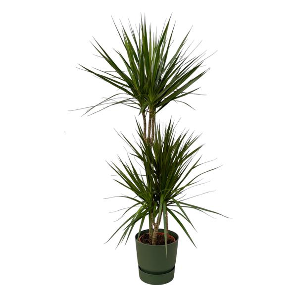 Dracaena Marginata – ↨120cm – Ø21cm inclusief elho Greenville Round groen D24xH23