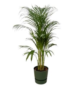 Areca palm – ↨110 cm – Ø 21cm inklusive Elho Greenville Rund grün ØD 24 x ↨H23