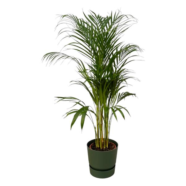 Areca palm – ↨110 cm – Ø 21cm inklusive Elho Greenville Rund grün ØD 24 x ↨H23