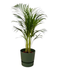 Areca palm – ↨85 cm – Ø19 cm inklusive Elho Greenville Rund grün ØD 24 x↨H 23