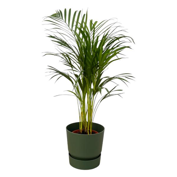 Areca palm – ↨85 cm – Ø19 cm inklusive Elho Greenville Rund grün ØD 24 x↨H 23