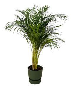 Areca palm – ↨130 cm – Ø24 cm inklusive Elho Greenville Rund grün ØD 30 x ↨H 28