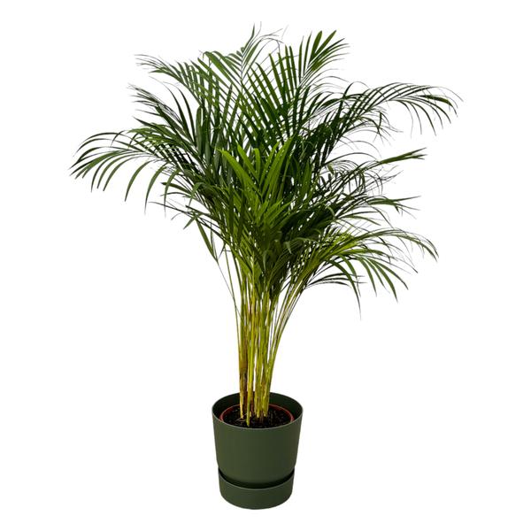 Areca palm – ↨130 cm – Ø24 cm inklusive Elho Greenville Rund grün ØD 30 x ↨H 28