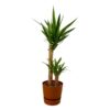 Yucca – ↨100cm – Ø21cm inclusief elho Greenville Round bruin D24xH23