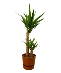 Yucca – ↨100cm – Ø21cm inclusief elho Greenville Round bruin D24xH23