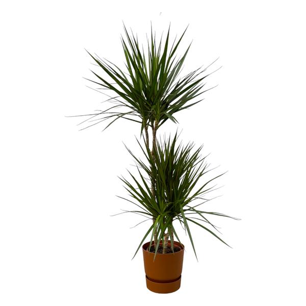 Dracaena Marginata – ↨120cm – Ø21cm inclusief elho Greenville Round bruin D24xH23