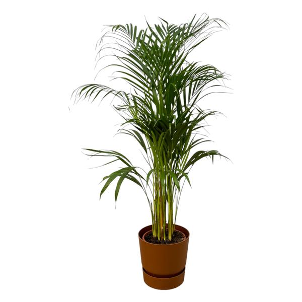 Areca palm – ↨110 cm – Ø21 cm inklusive Elho Greenville Rund braun ØD 24 x ↨H 23