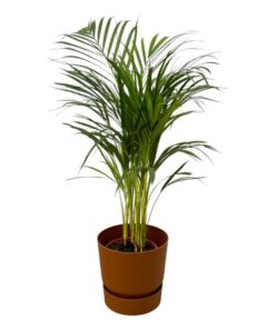 Areca palm – ↨85 cm – Ø19 cm inklusive Elho Greenville Rund braun ØD 24 x ↨H 23