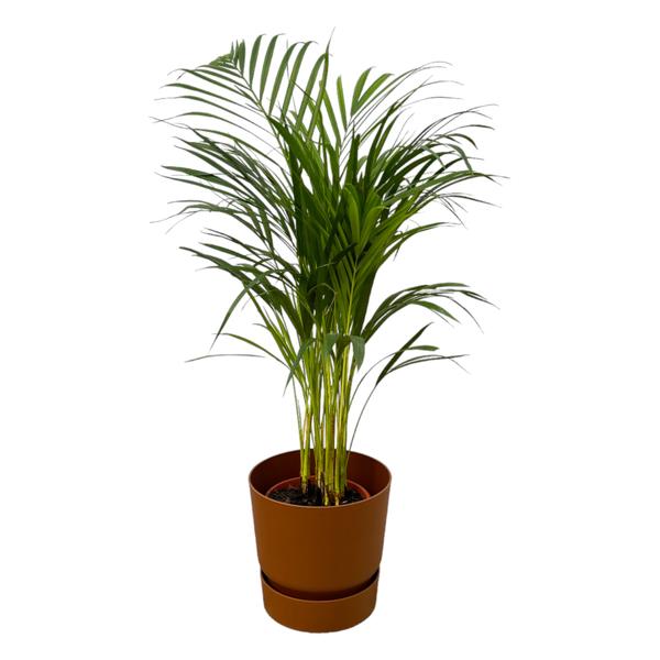 Areca palm – ↨85 cm – Ø19 cm inklusive Elho Greenville Rund braun ØD 24 x ↨H 23