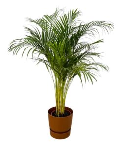 Areca palm – ↨130 cm – Ø 24 cm inklusive Elho Greenville Rund braun ØD 30 x ↨H 28