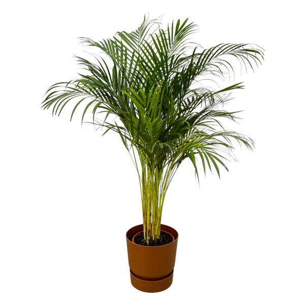 Areca palm – ↨130 cm – Ø 24 cm inklusive Elho Greenville Rund braun ØD 30 x ↨H 28