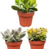 Succulenten Mix – ↕16-22cm (3 Stuks) – Normal – Ø12 cm