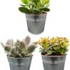 Succulenten Mix – ↕16-22cm (3 Stuks) – Zinc – Ø13 cm