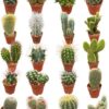 Cactus Mix 20 Verschillende Soorten- 5.5cm Potten- ↕6-12cm (20 Stuks)