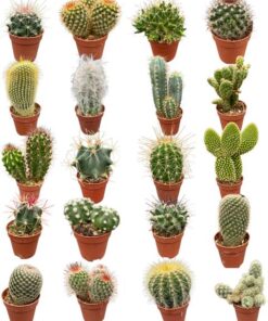 Cactus Mix 20 Verschillende Soorten- 5.5cm Potten- ↕6-12cm (20 Stuks)