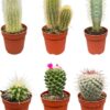 Cactus Mix – ↕8-15cm (6 Stuks) – Normal – Ø6.5 cm