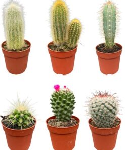 Cactus Mix – ↕8-15cm (6 Stuks) – Normal – Ø6.5 cm