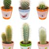 Cactus Mix – ↕8-15cm (6 Stuks) – Butterfly – Ø7.5 cm