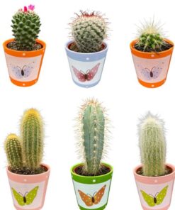 Cactus Mix – ↕8-15cm (6 Stuks) – Butterfly – Ø7.5 cm