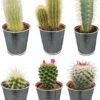 Cactus Mix – ↕8-15cm (6 Stuks) – Zinc – Ø7.5 cm