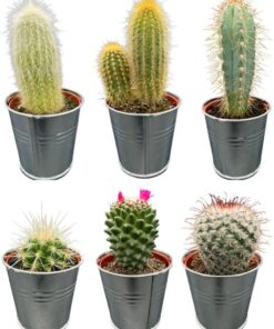 Cactus Mix – ↕8-15cm (6 Stuks) – Zinc – Ø7.5 cm