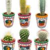 Cactus Mix – ↕8-15cm (6 Stuks) – Mexico – Ø7.5 cm