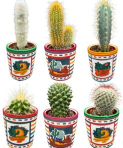 Cactus Mix – ↕8-15cm (6 Stuks) – Mexico – Ø7.5 cm