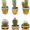 Cactus Mix – ↕8-15cm (6 Stuks) – Picaso – Ø7.5 cm