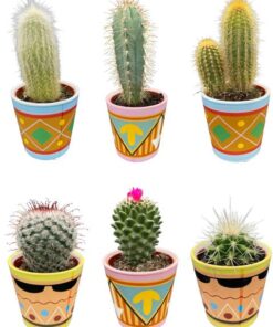 Cactus Mix – ↕8-15cm (6 Stuks) – Picaso – Ø7.5 cm