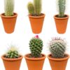 Cactus Mix – ↕8-15cm (6 Stuks) – Terracotta – Ø7.5 cm