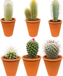 Cactus Mix – ↕8-15cm (6 Stuks) – Terracotta – Ø7.5 cm