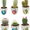 Cactus Mix – ↕8-15cm (6 Stuks) – Rising Sun – Ø7.5 cm