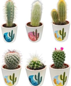 Cactus Mix – ↕8-15cm (6 Stuks) – Rising Sun – Ø7.5 cm