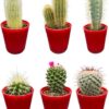 Cactus Mix – ↕8-15cm (6 Stuks) – Red Glasses – Ø7.5 cm