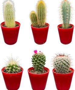 Cactus Mix – ↕8-15cm (6 Stuks) – Red Glasses – Ø7.5 cm