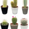 Cactus Mix – ↕8-15cm (6 Stuks) – Modern Glasses – Ø7.5 cm