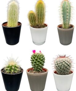 Cactus Mix – ↕8-15cm (6 Stuks) – Modern Glasses – Ø7.5 cm