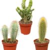 Cactus Palen Mix – ↕15-20cm (3 Stuks) – Normal – Ø8.5 cm