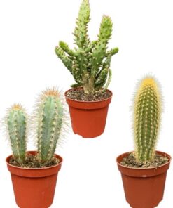 Cactus Palen Mix – ↕15-20cm (3 Stuks) – Normal – Ø8.5 cm