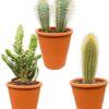 Cactus Palen Mix – ↕15-20cm (3 Stuks) – Terracotta – Ø9.5 cm