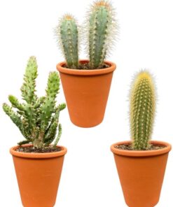 Cactus Palen Mix – ↕15-20cm (3 Stuks) – Terracotta – Ø9.5 cm