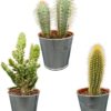 Cactus Palen Mix – ↕15-20cm (3 Stuks) – Zinc – Ø9.5 cm