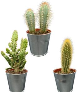 Cactus Palen Mix – ↕15-20cm (3 Stuks) – Zinc – Ø9.5 cm