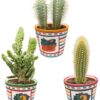 Cactus Palen Mix – ↕15-20cm (3 Stuks) – Mexico – Ø9.5 cm