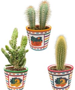 Cactus Palen Mix – ↕15-20cm (3 Stuks) – Mexico – Ø9.5 cm