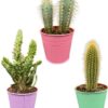 Cactus Palen Mix – ↕15-20cm (3 Stuks) – Colored Zinc – Ø9.5 cm