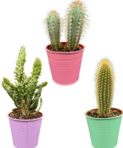 Cactus Palen Mix – ↕15-20cm (3 Stuks) – Colored Zinc – Ø9.5 cm