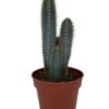 Cactus- Pilosocereus Azerues – ↕30-40cm – Normal – Ø17 cm