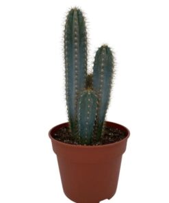 Cactus- Pilosocereus Azerues – ↕30-40cm – Normal – Ø17 cm